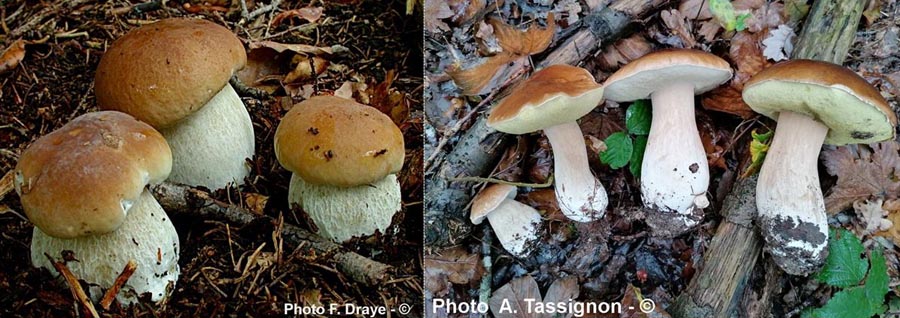 Boletus edulis