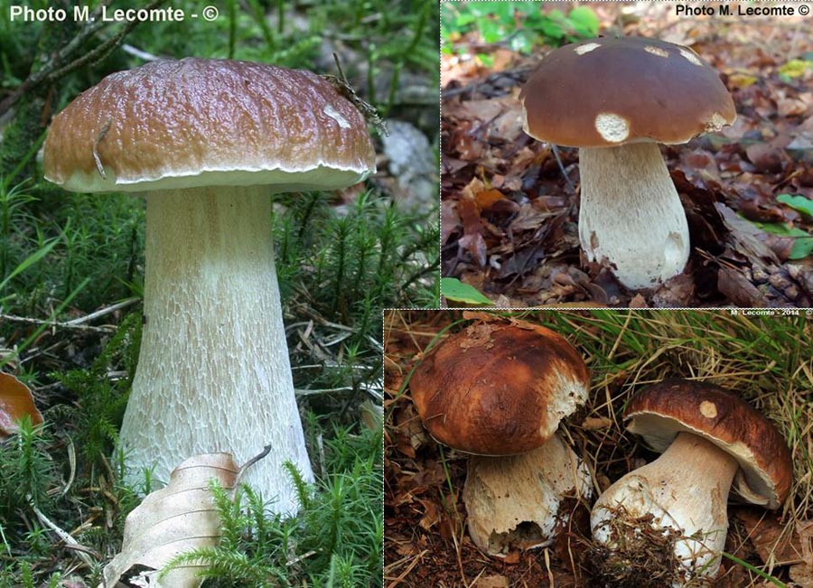 Boletus edulis