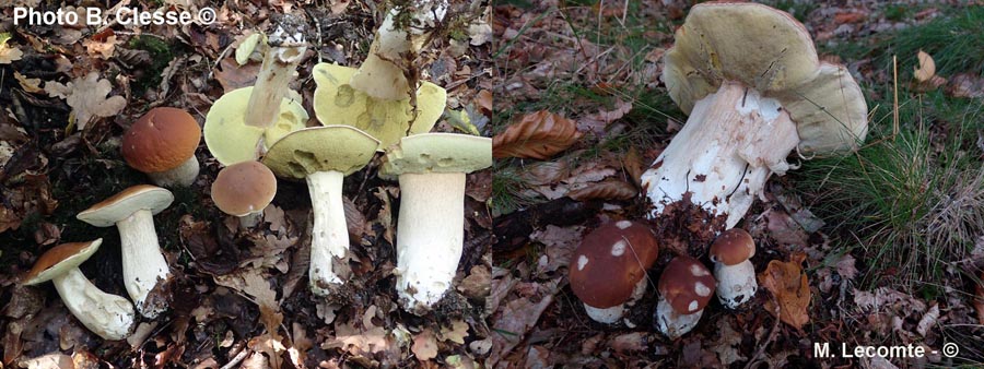 Boletus edulis