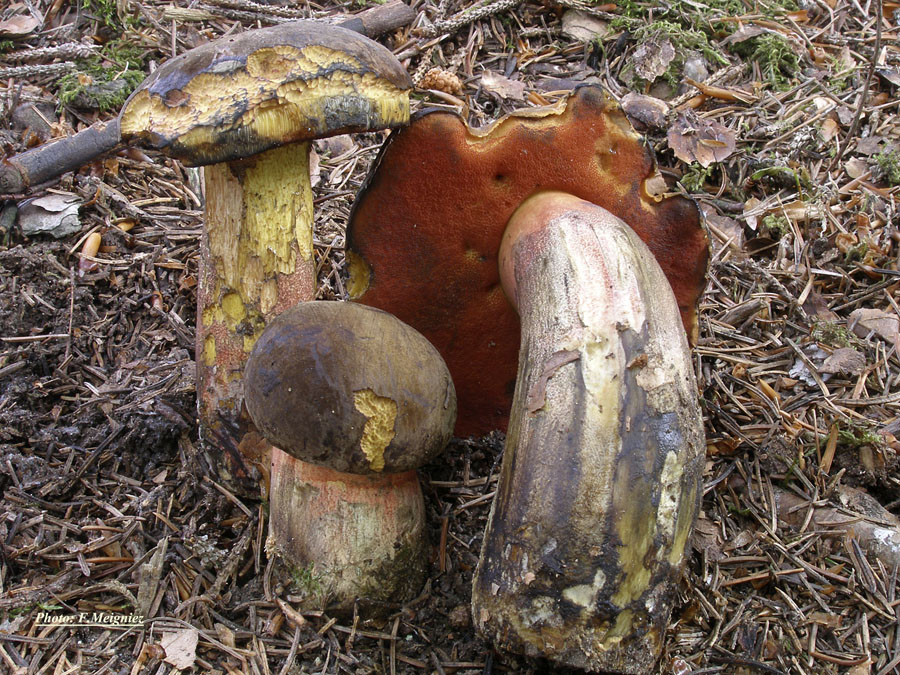 Boletus erythropus