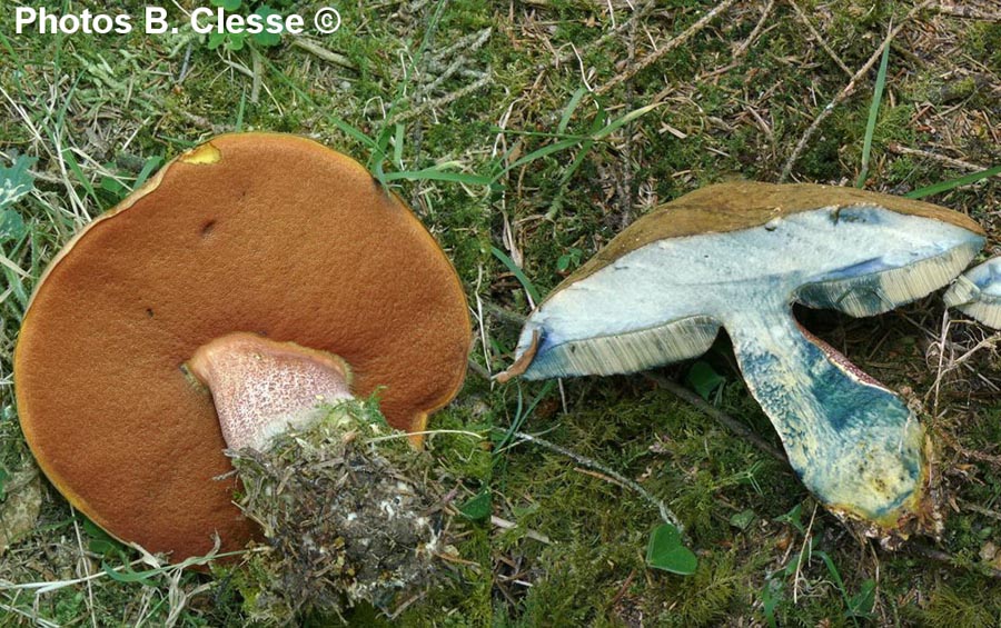 Boletus erythropus