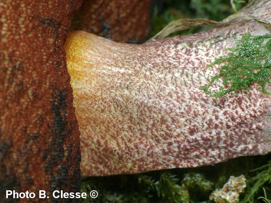 Boletus erythropus