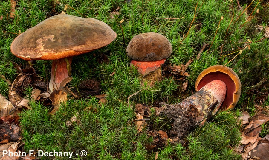 Boletus erythropus