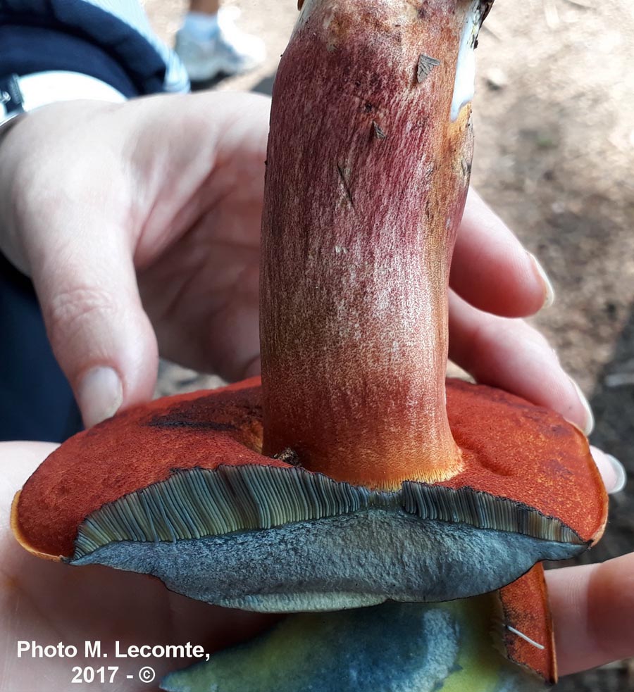 Boletus erythropus