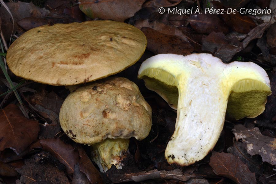 Boletus impolitus (Hemileccinum impolitum)