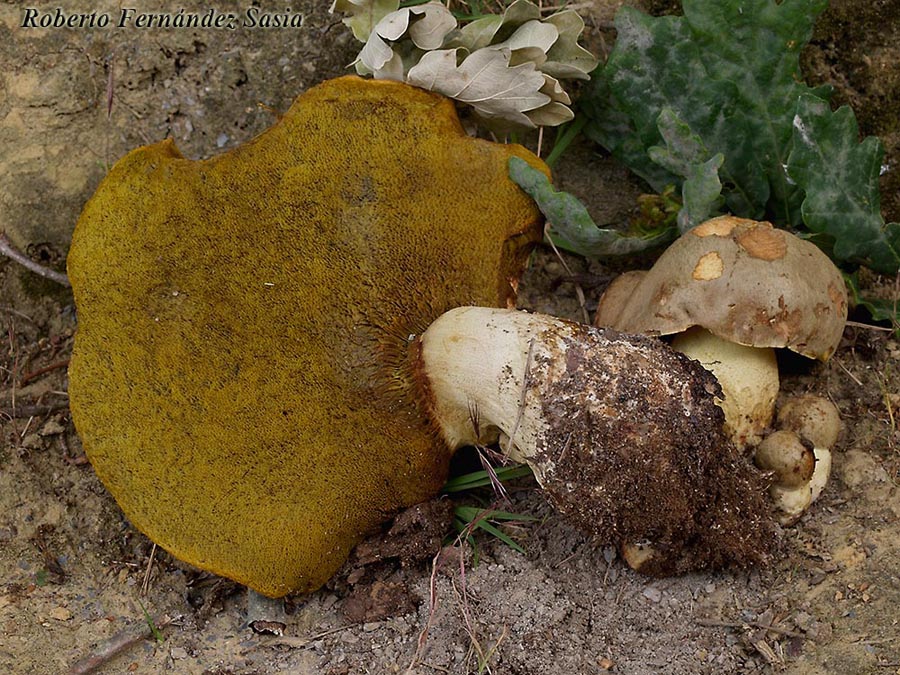 Boletus impolitus