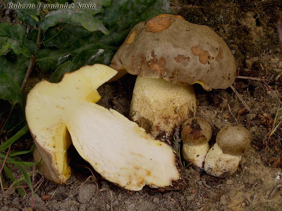 Boletus impolitus