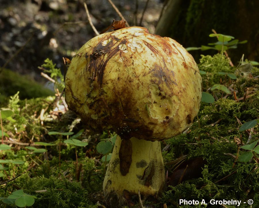 Boletus junquilleus (Neoboletus junquilleus)