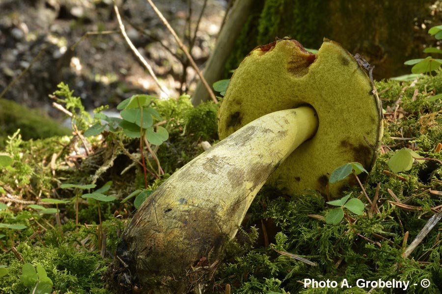 Boletus junquilleus (Neoboletus junquilleus)