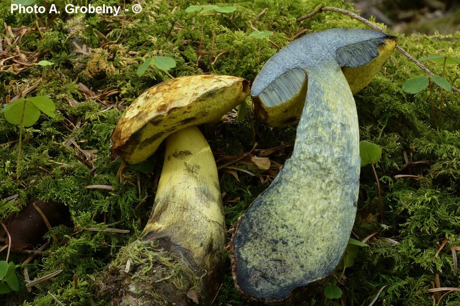 Boletus junquilleus (Neoboletus junquilleus)