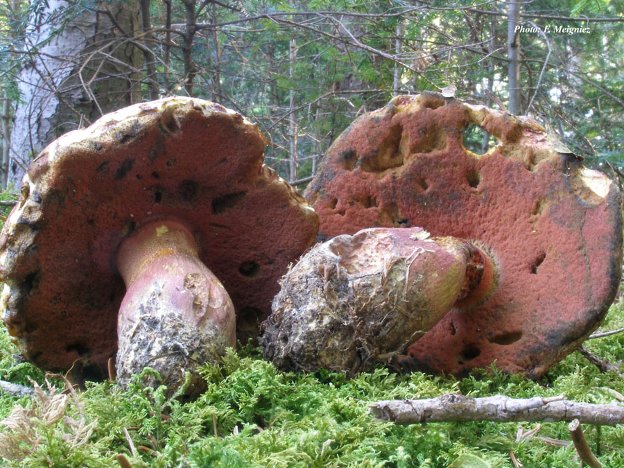 Boletus legaliae (Rubroboletus legaliae)