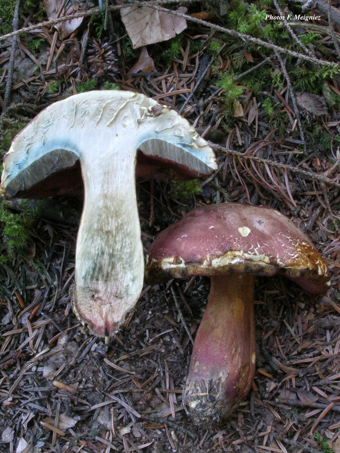 Boletus legaliae (Rubroboletus legaliae)