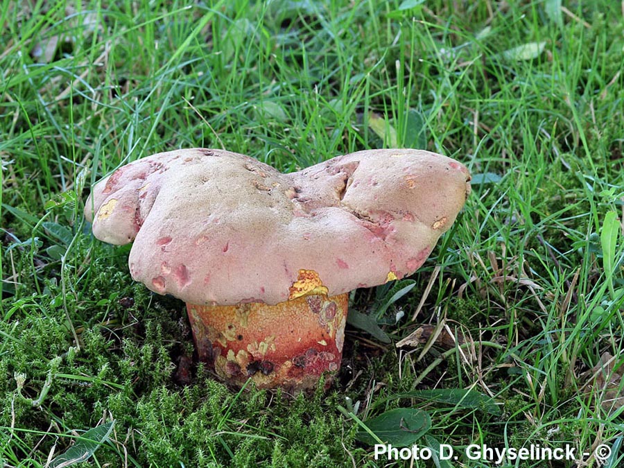 Boletus legaliae (Rubroboletus legaliae)