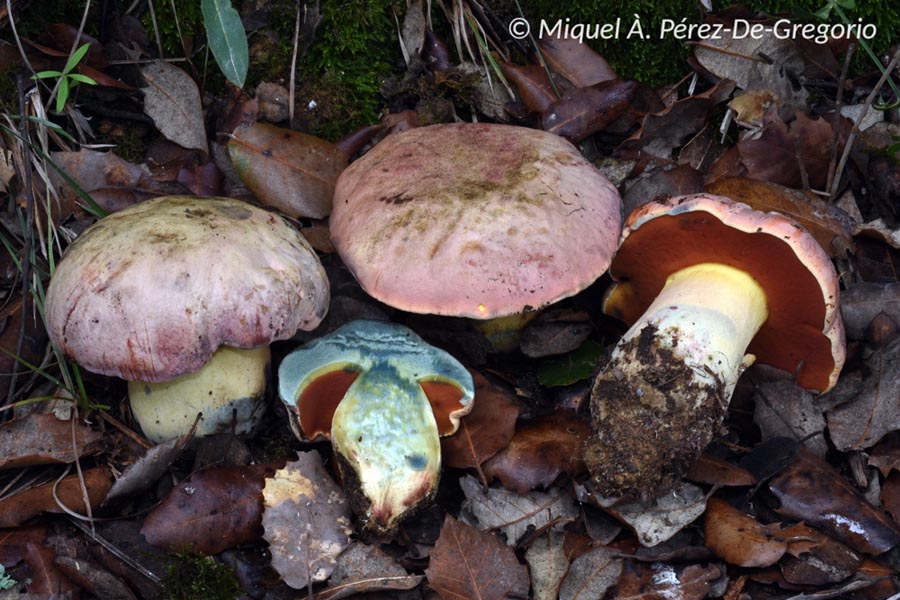 Boletus lupinus (Rubroboletus lupinus)