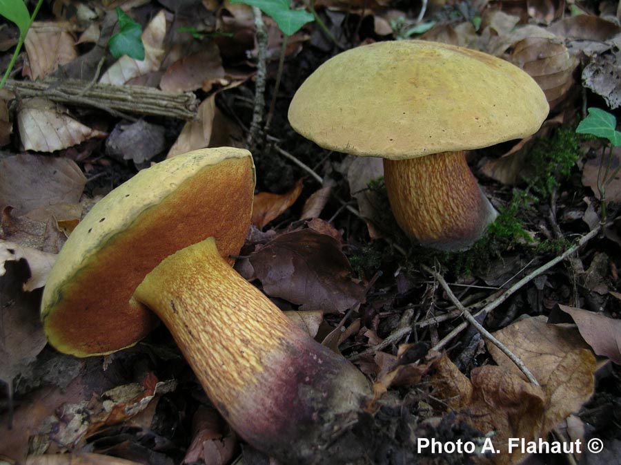 Boletus luridus var. queletiiformis