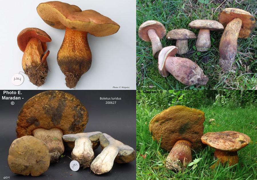 Boletus luridus