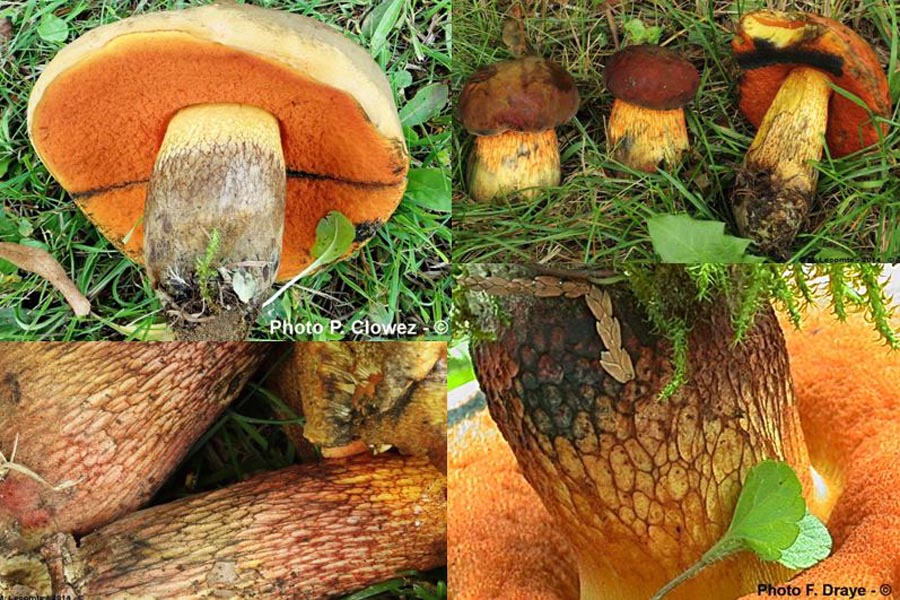 Boletus luridus