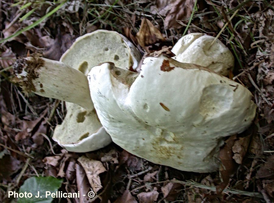 Boletus persoonii