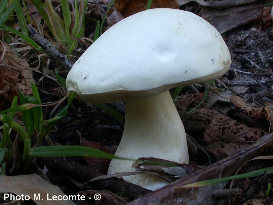 Boletus persoonii