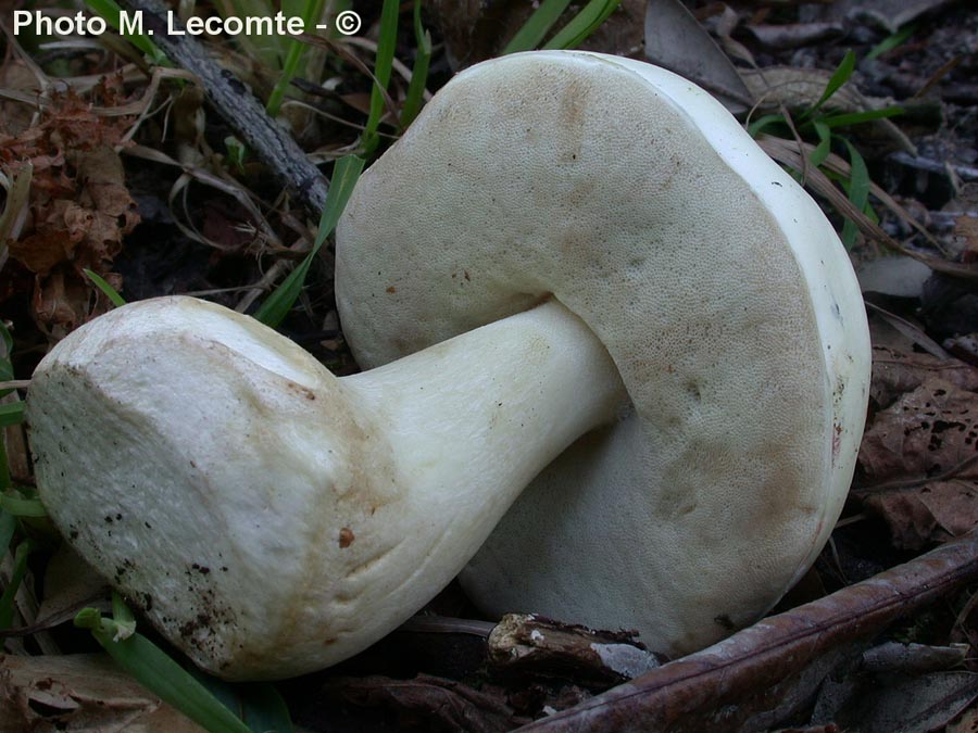 Boletus persoonii