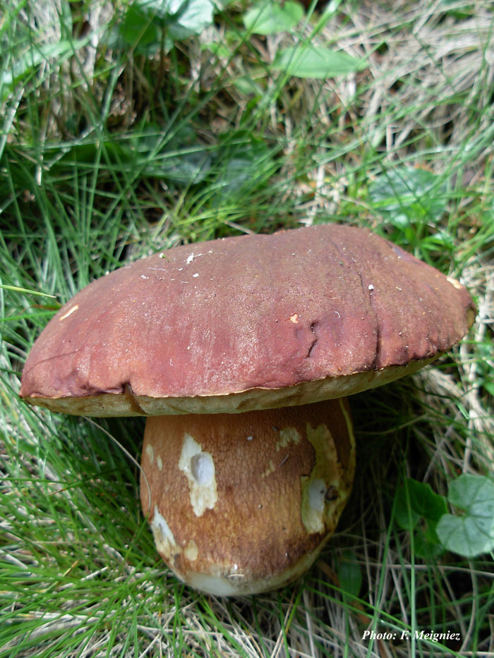 Boletus pinicola