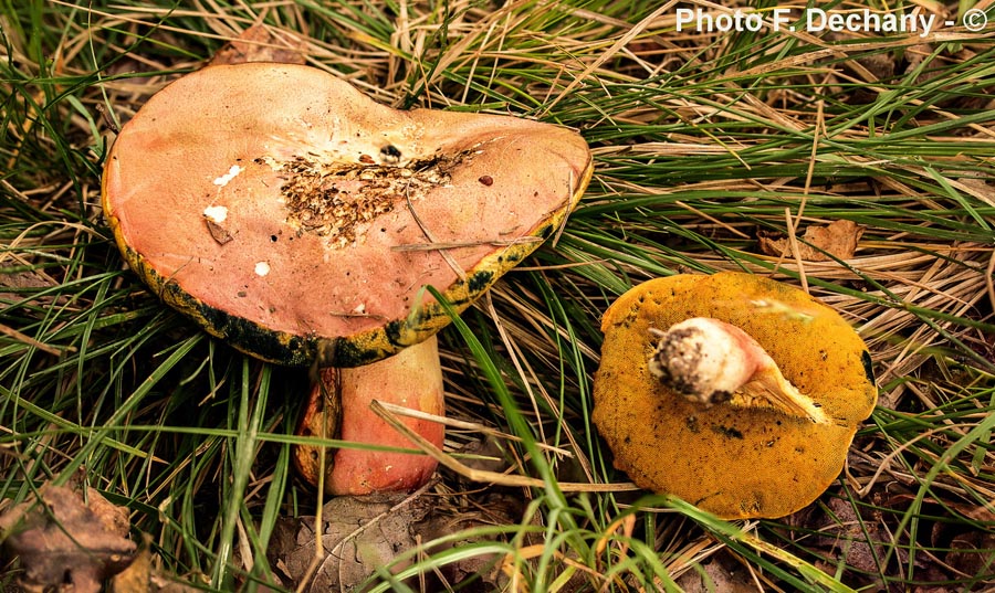 Boletus pseudoregius