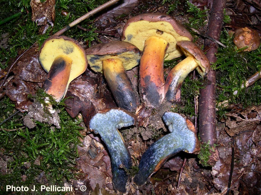 Boletus pulverulentus (Cyanoboletus pulverulentus)