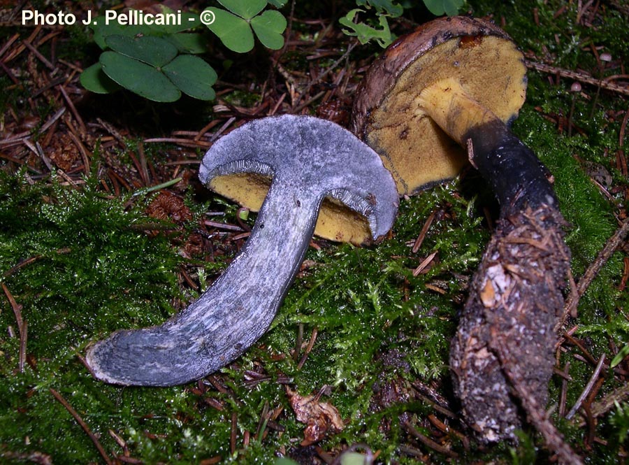 Boletus pulverulentus (Cyanoboletus pulverulentus)