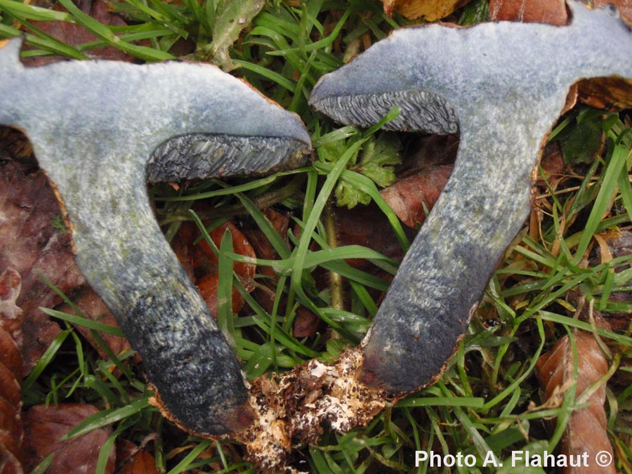 Boletus pulverulentus (Cyanoboletus pulverulentus)