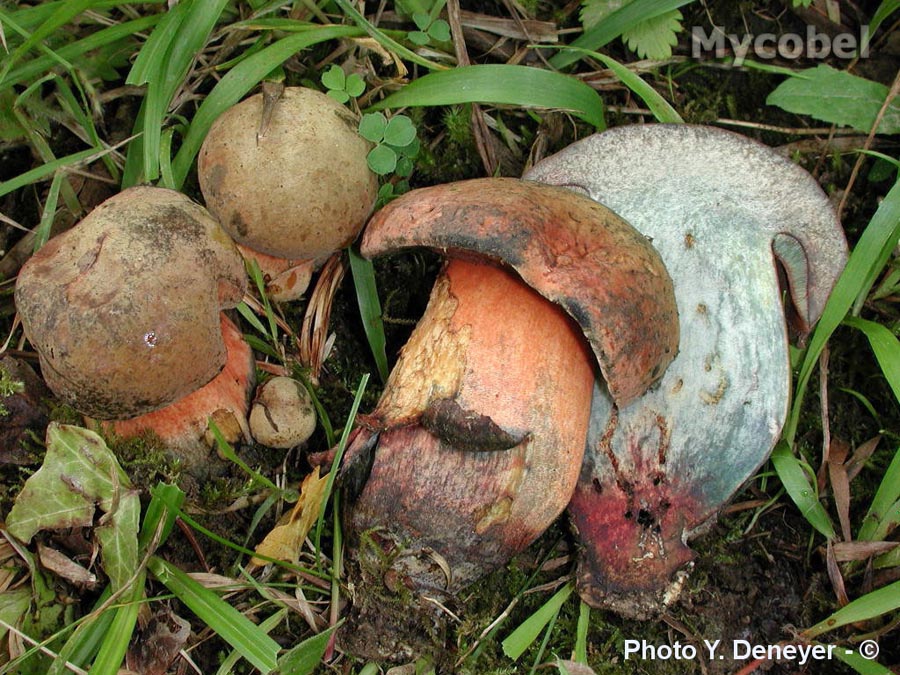 Boletus queletii