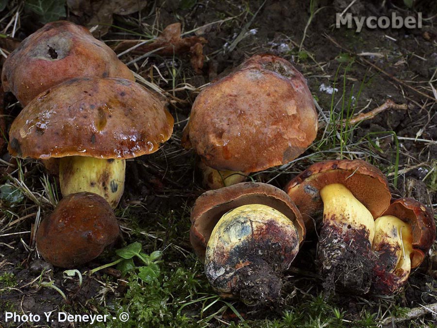 Boletus queletii