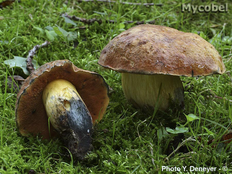 Boletus queletii