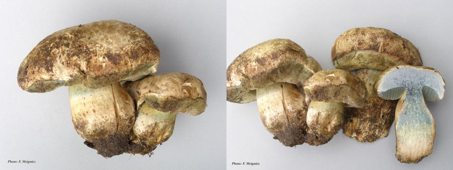 Boletus radicans