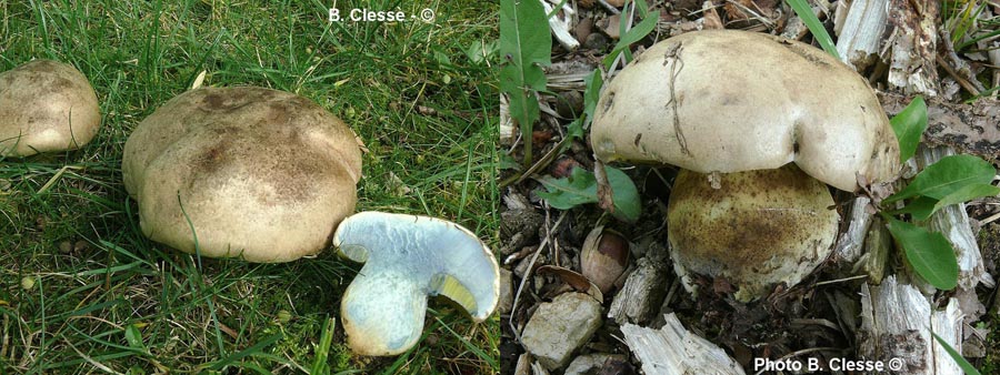 Boletus radicans