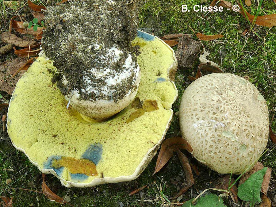 Boletus radicans (Caloboletus radicans)