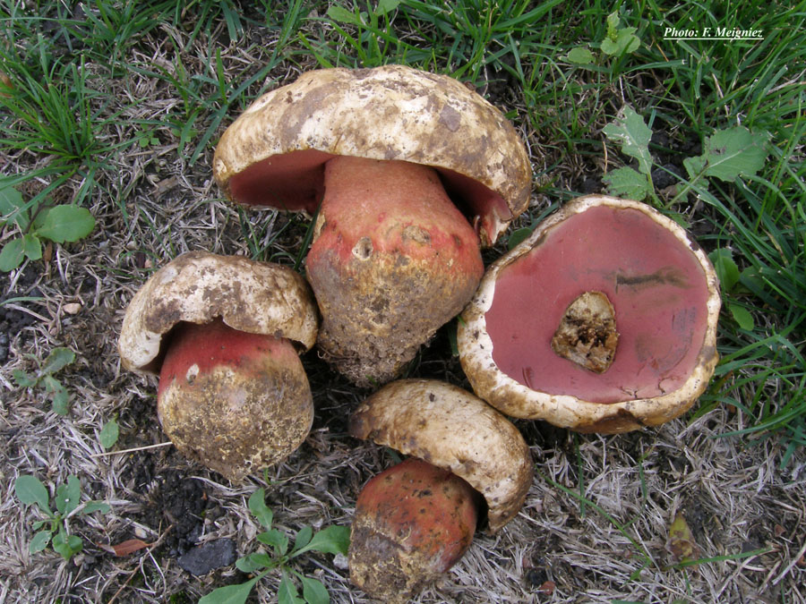 Boletus satanas