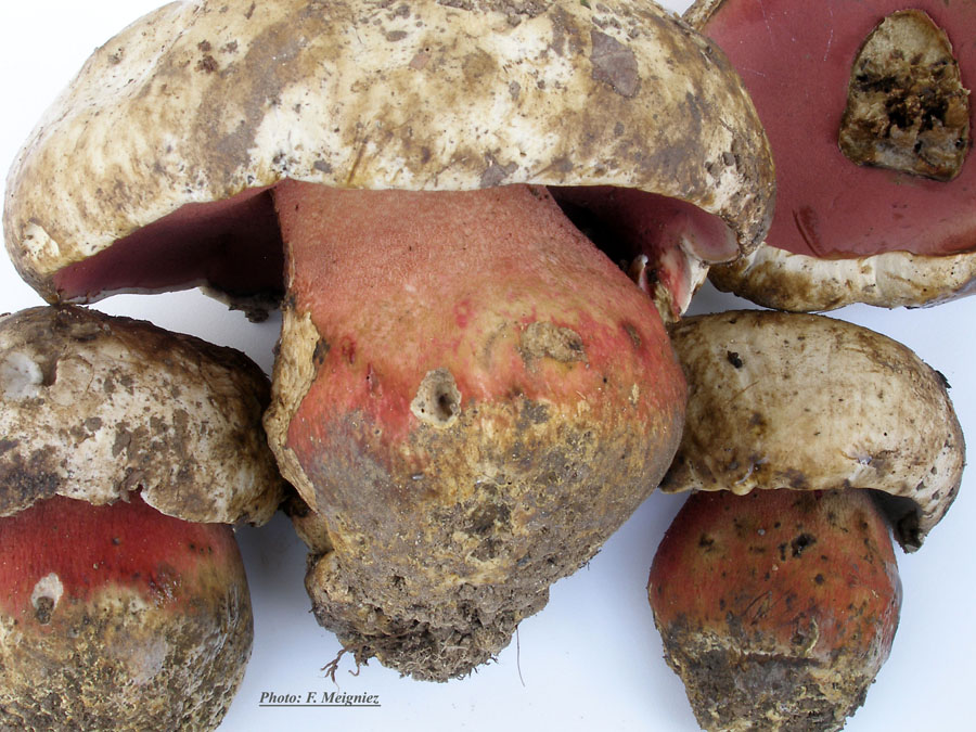 Boletus satanas