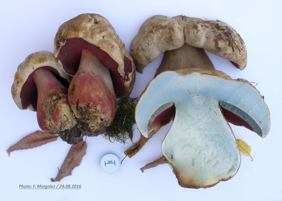 Boletus satanas