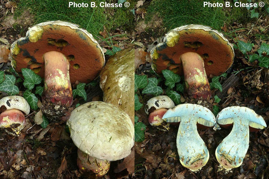 Boletus satanas