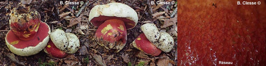 Boletus satanas