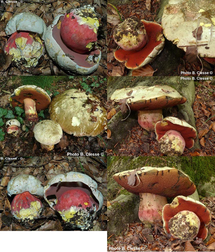 Boletus satanas