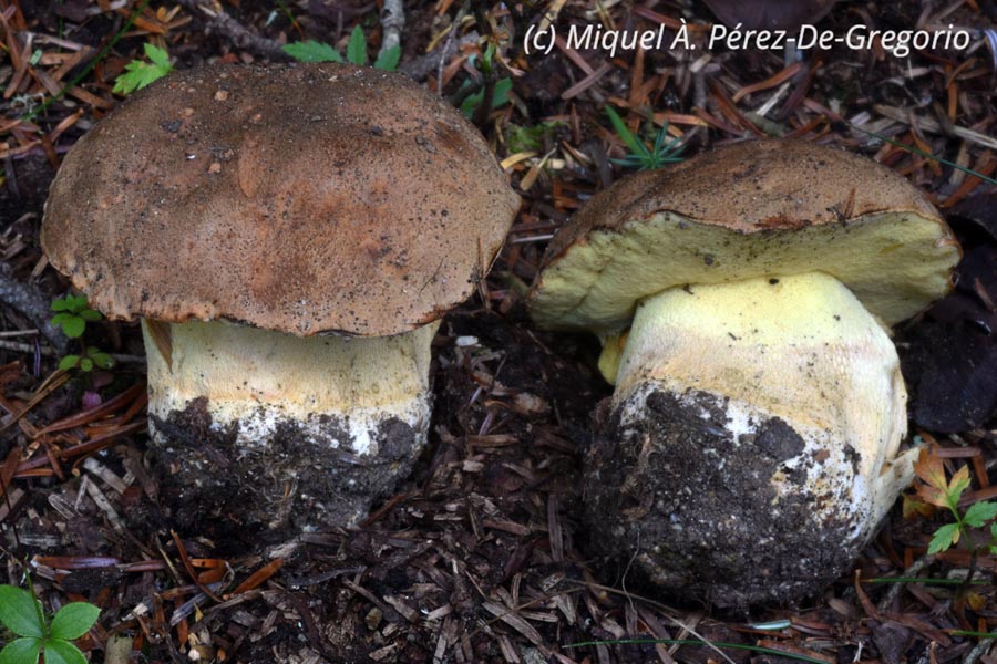 Boletus subappendiculatus