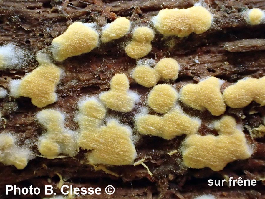 Botryobasidium aureum