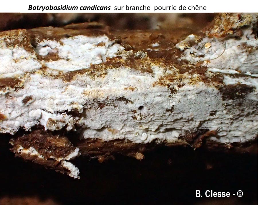 Botryobasidium candicans (Haplotrichum capitatum)
