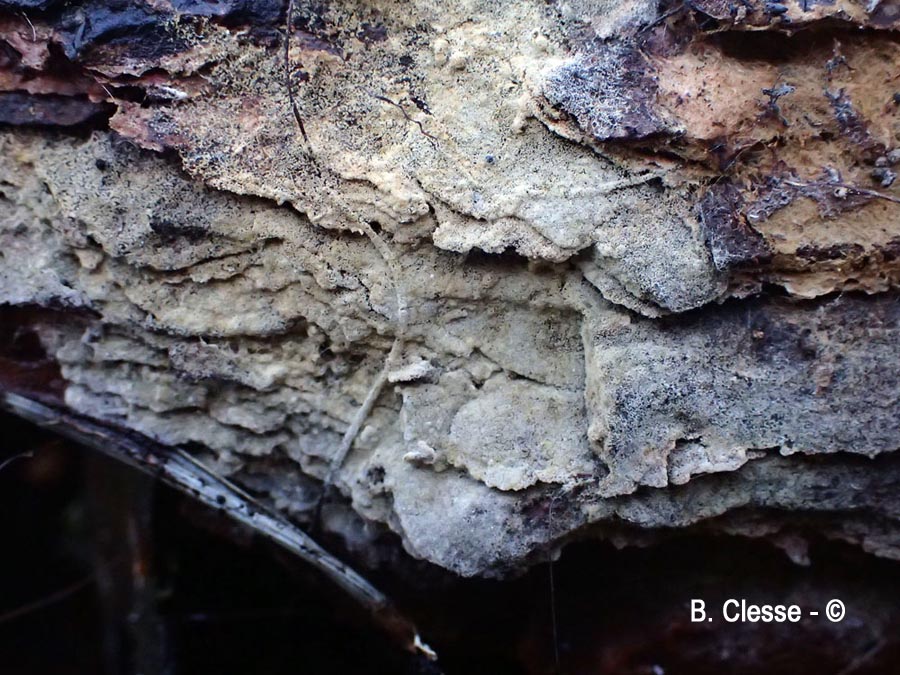 Botryobasidium laeve