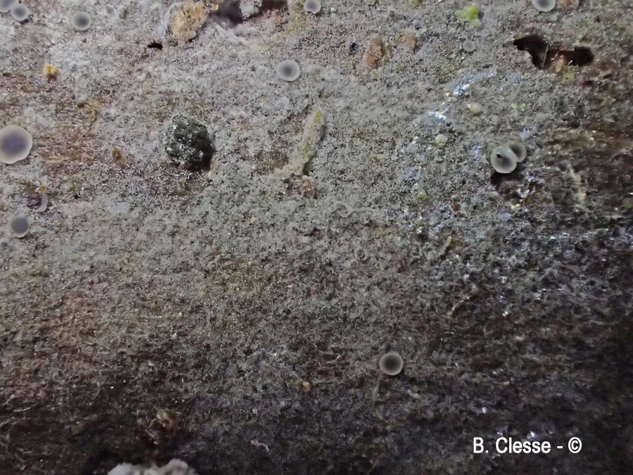 Botryobasidium laeve