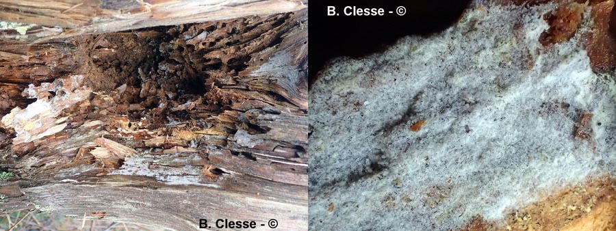 Botryobasidium subcoronatum