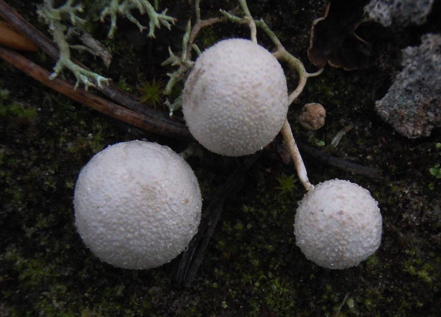 Bovista limosa