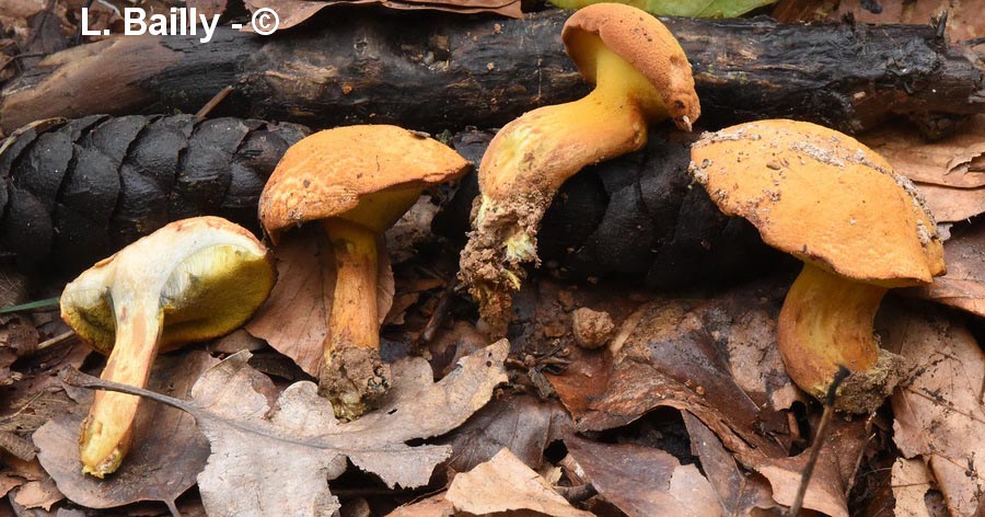 Buchwaldoboletus lignicola