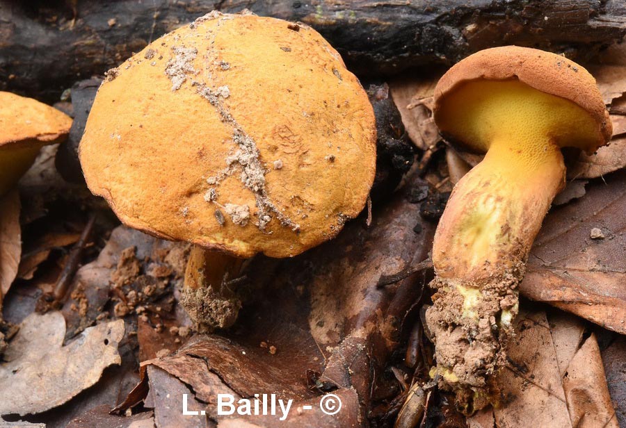 Buchwaldoboletus lignicola